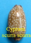 Cypraea scurra scurra, Gmelin 1791